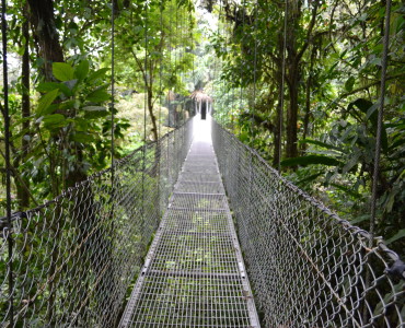 Jungle-Bridge