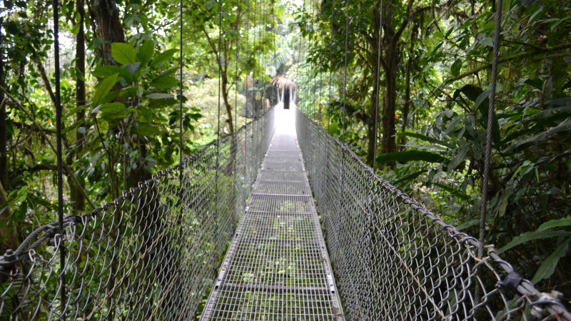 Jungle-Bridge