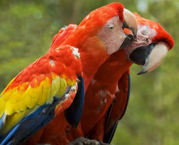 Parrot