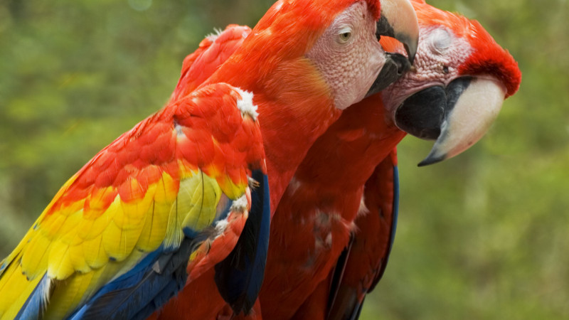 Parrot