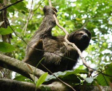 Sloth-Oso-Perezoso