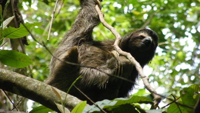 Sloth-Oso-Perezoso