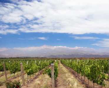 Argentina Vinyard