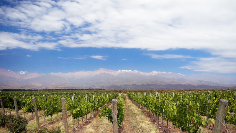 Argentina Vinyard