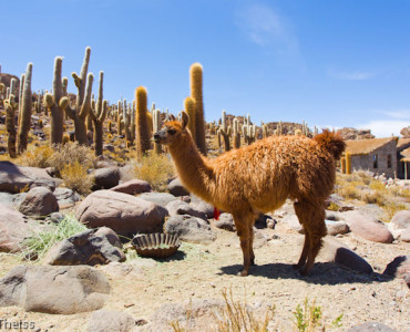 Cactus Island