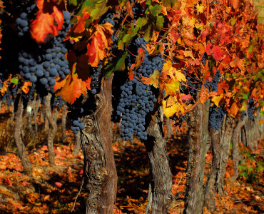 Grapevine