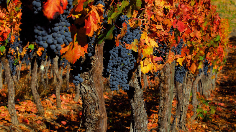 Grapevine