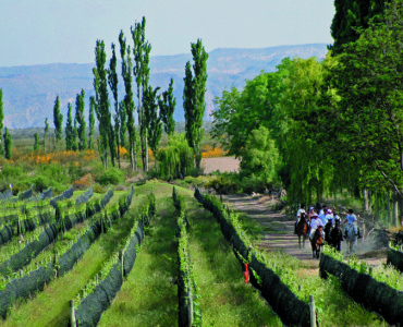 Winery Tour