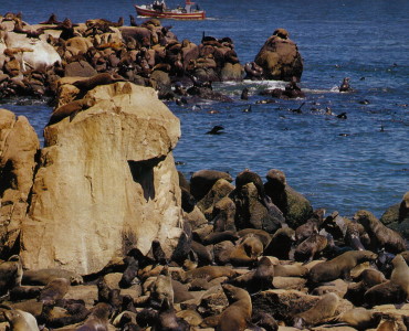PUNTA DEL ESTE_013_(Isla De Lobos2)