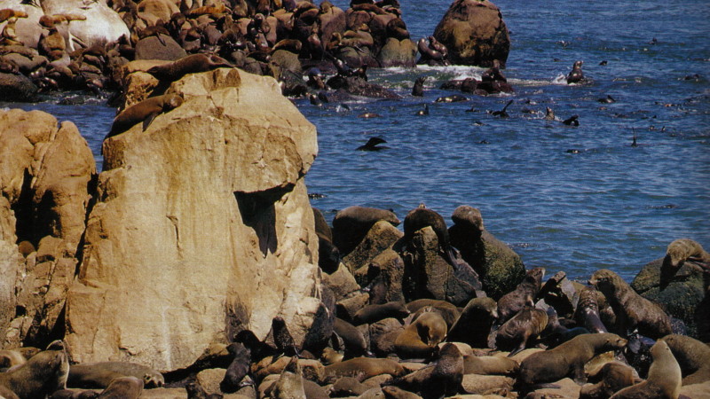 PUNTA DEL ESTE_013_(Isla De Lobos2)